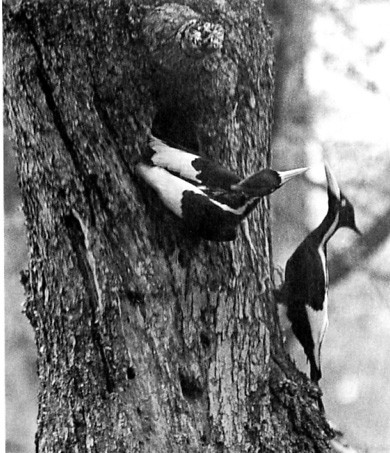 Lord God Bird